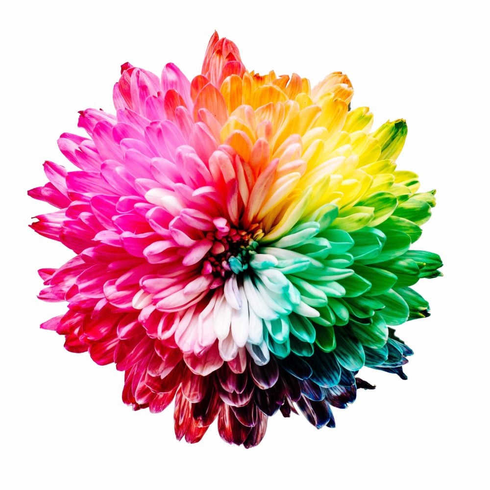 rainbow flower