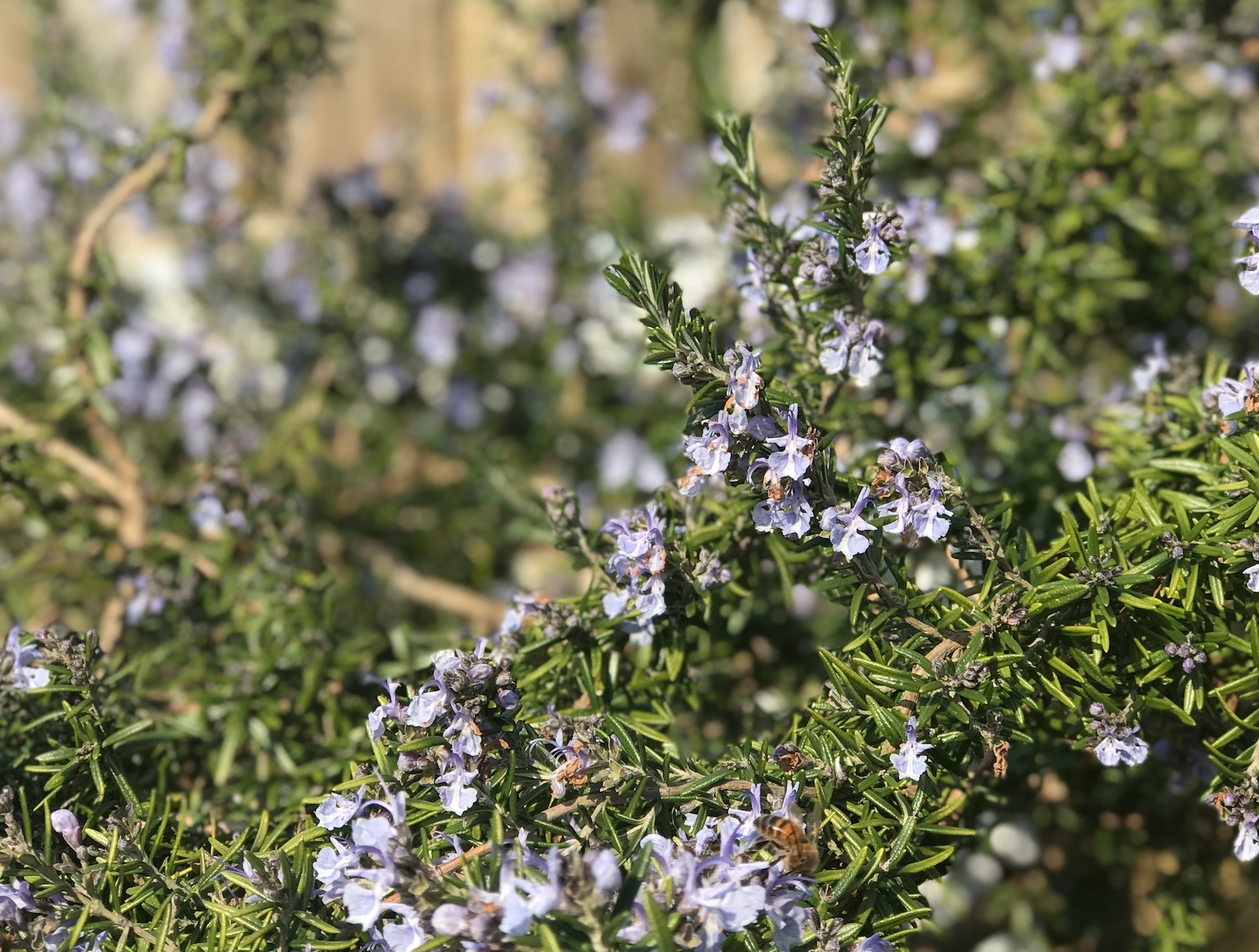 rosemary bush