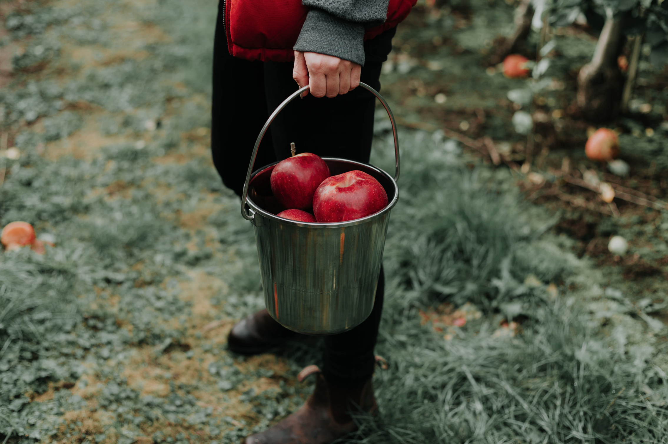 bucket of apples