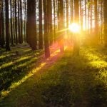 5 simple ways to practice nature connectedness at home