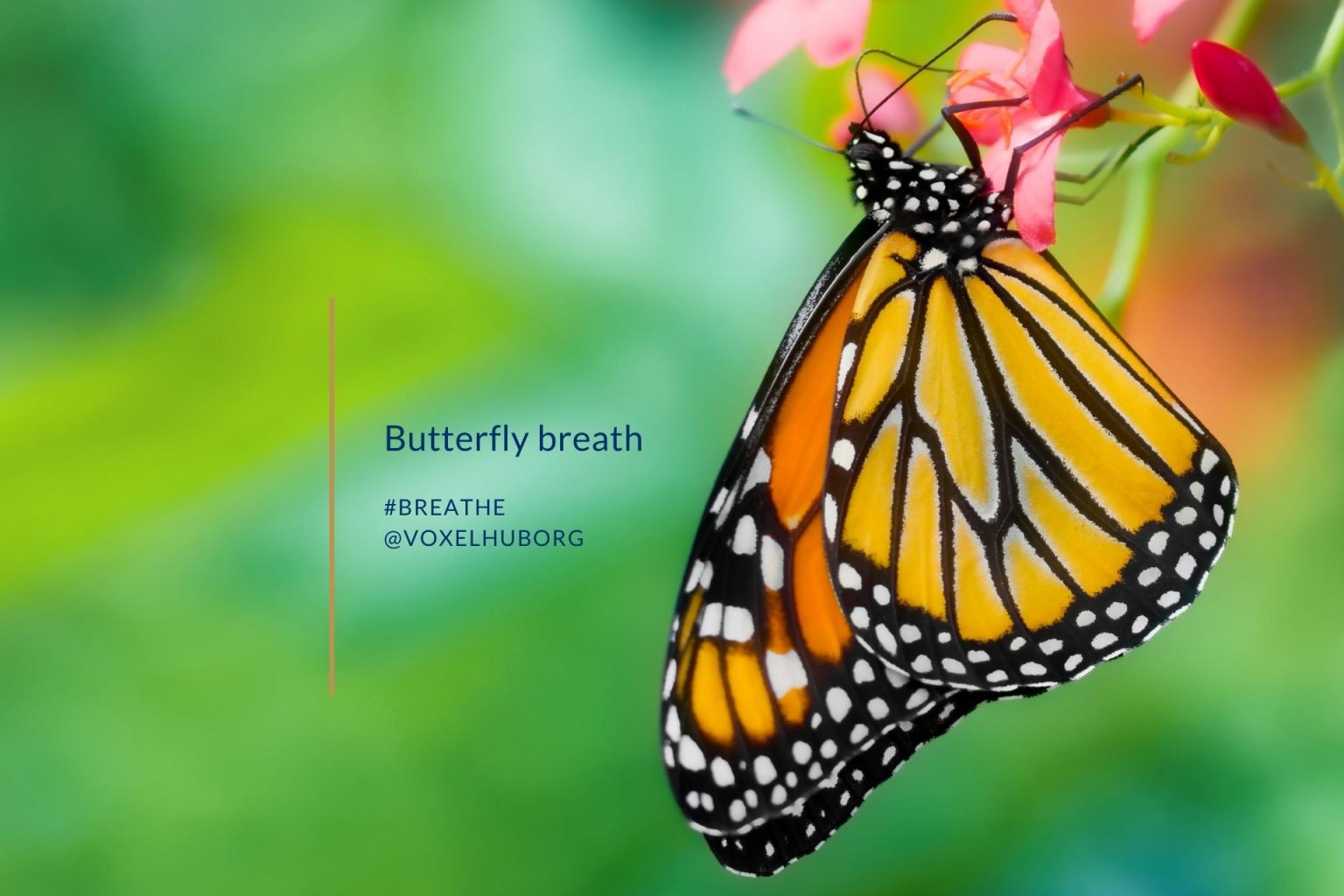 Butterfly breath Voxel Hub