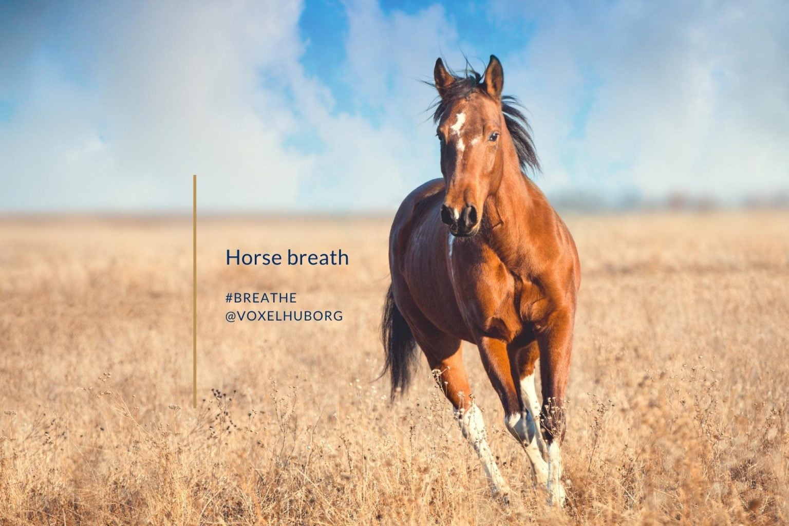 Horse breath Voxel Hub