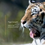 Tiger breath