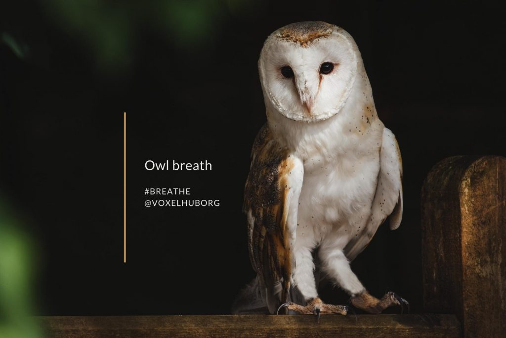 Owl breath Voxel Hub