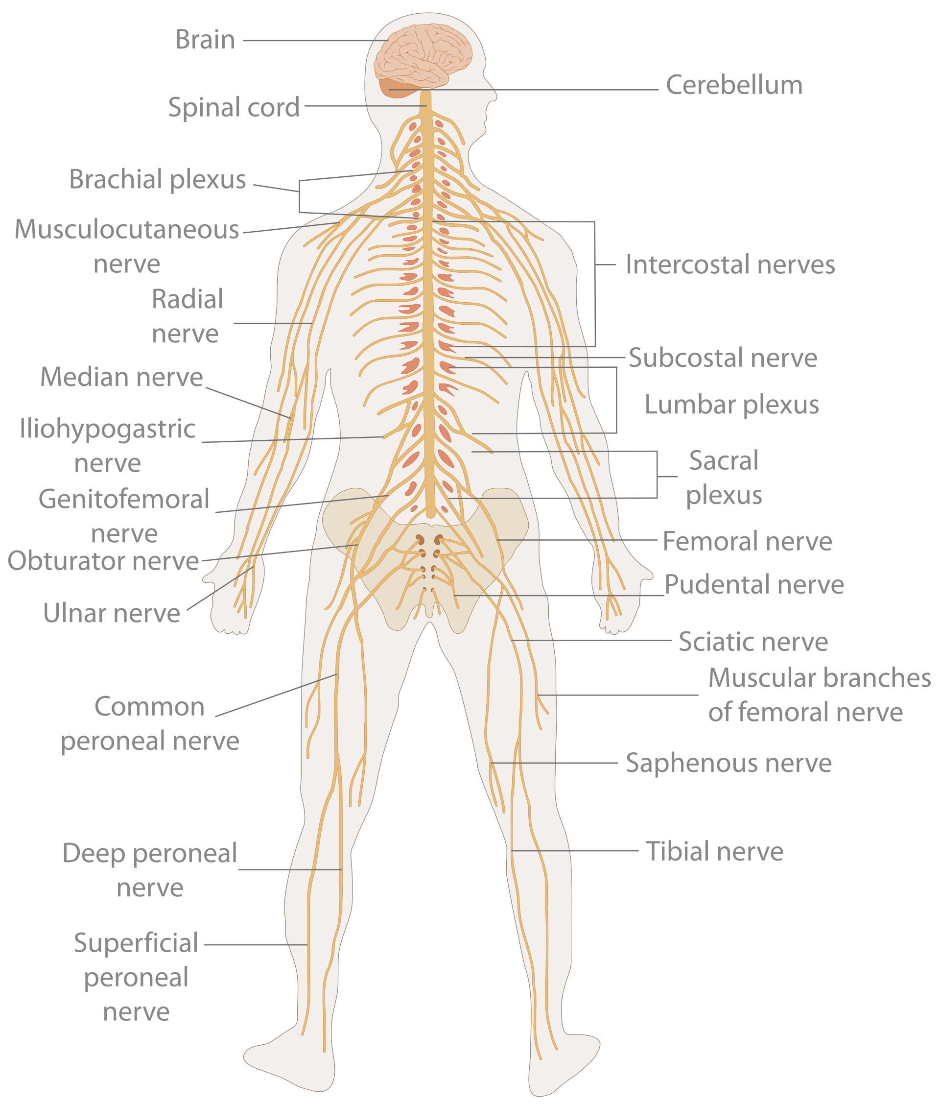 How Do Sensory Systems Relate To The Nervous System