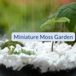 Miniature Moss Garden