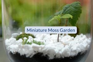 20230717_VH-miniature-moss-gardenBlog covers (1920 × 1280) TRANSP 60