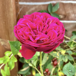 Roses are back!