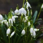 Imbolc Fairy Tale