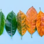 The value of gradual exposure to change